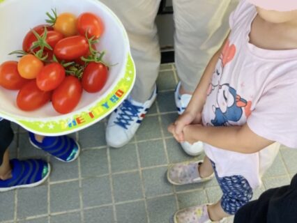 🍅 トマトの収穫